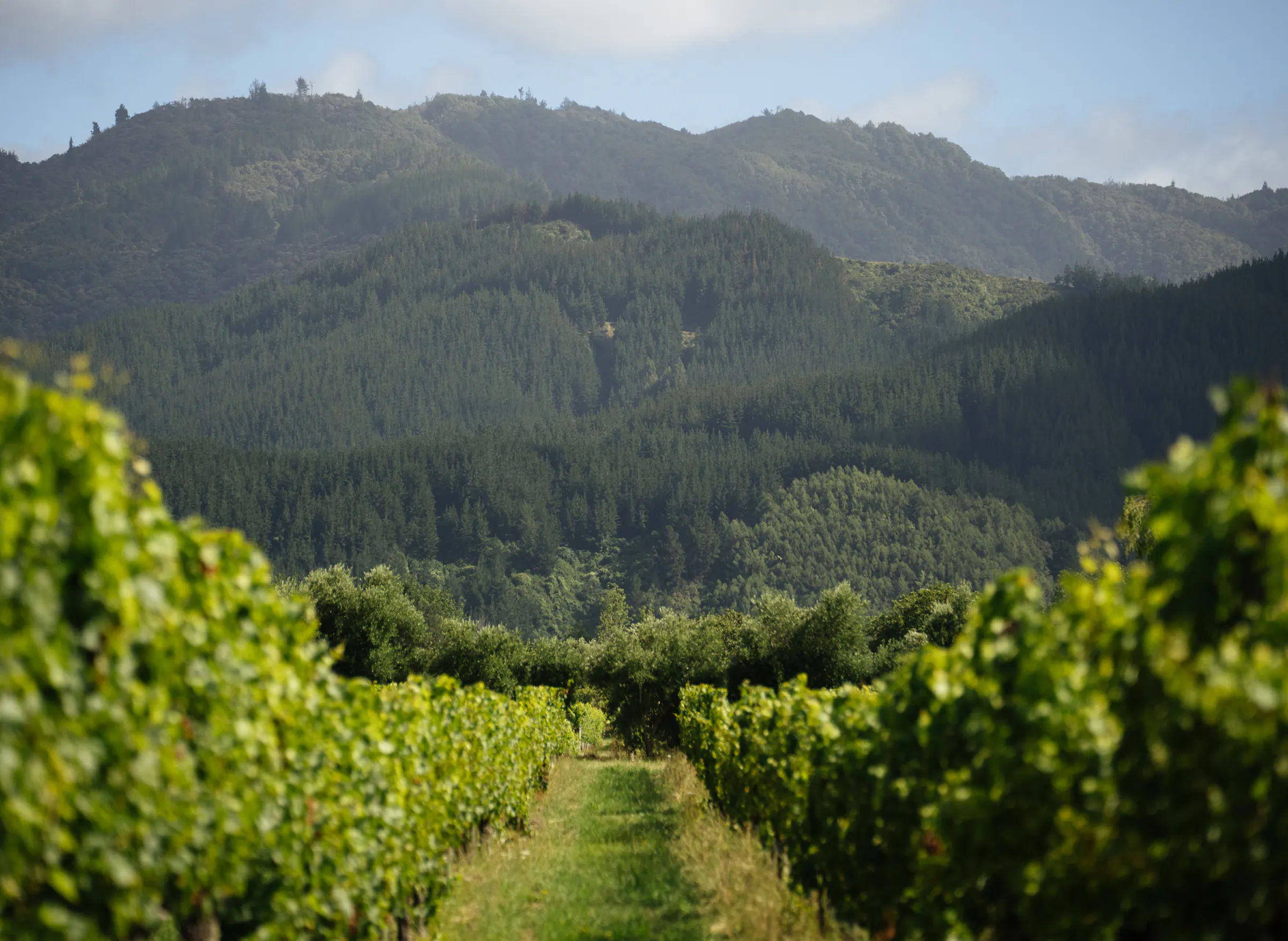 Intro on the vineyard