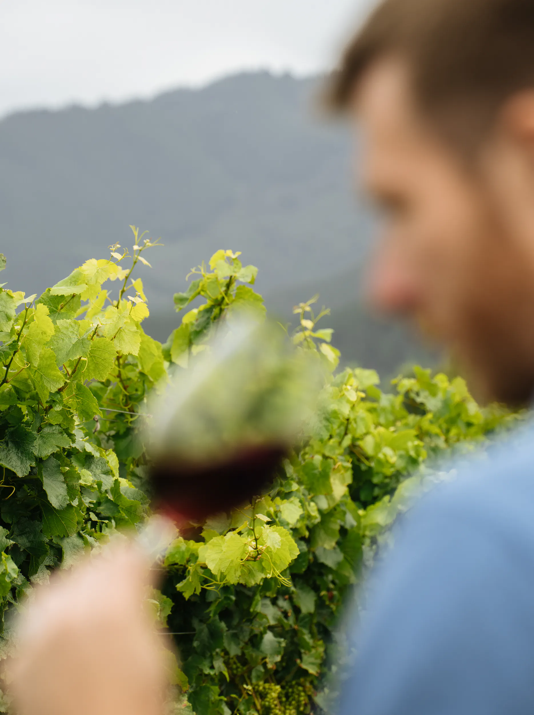 Ourvineyards