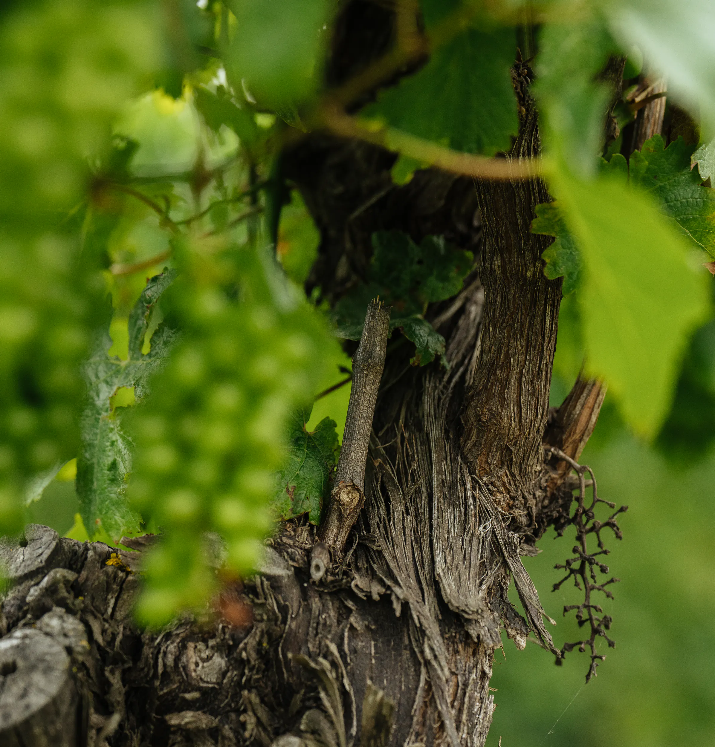 Vineyard small